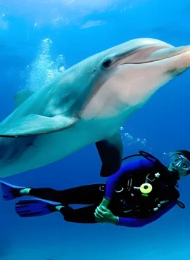 dolphin2